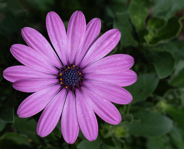 istock Purple osteospermum flower in garden. 1268272309