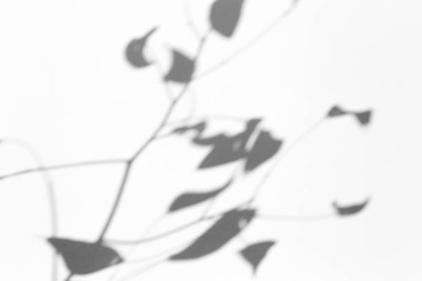 istock Shadow overlay effect for photo. Shadows from tree leaves and tropical branches on a white wall in sunlight. 1268273246