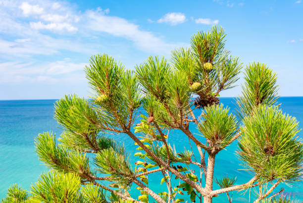 Pine tree at Mediterranean sea, Mallorca,  Balearic islands, Spain