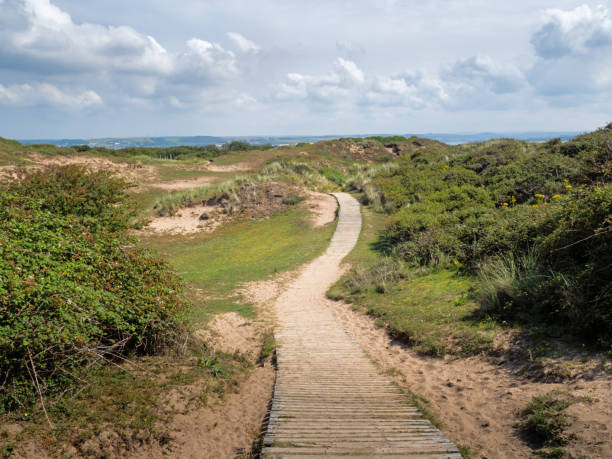 Boardwalk path through sand dunes near Crow Point, North Devon, UK. Boardwalk path through sand dunes near Crow Point, North Devon, UK. Braunton Burrows Nature Reserve. braunton stock pictures, royalty-free photos & images