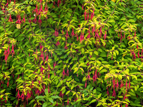 Fuchsia magellanica. Hardy garden plant, aka the Hummingbird Fuchsia. For background.