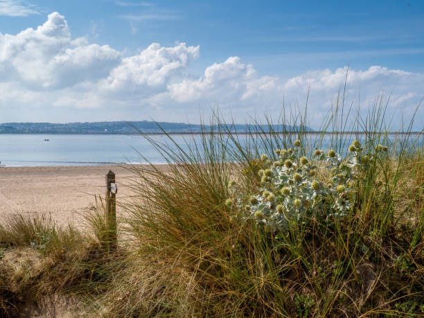 Sea holly and sand dunes near Crow Point, North Devon, UK. Sea holly and sand dunes near Crow Point, North Devon, UK. With Coastal Path signpost. braunton stock pictures, royalty-free photos & images