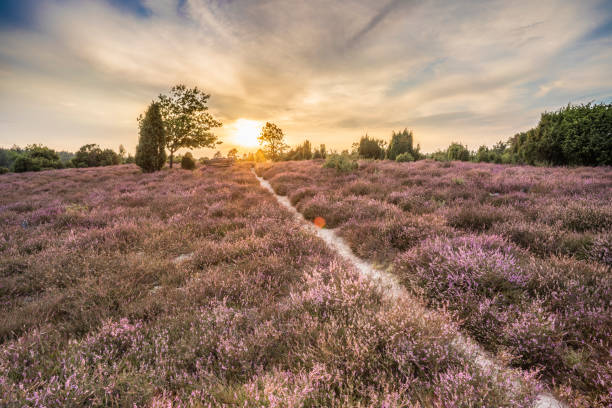 istock Landscape in the Luneburg Heather 1268283497