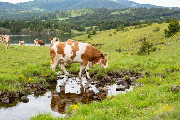 Beautiful landscape photo of a mountains and a cows walking by water