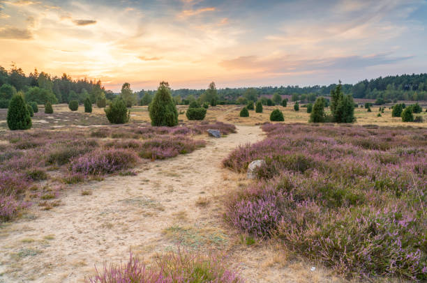 istock Landscape in the Luneburg Heather 1268283614