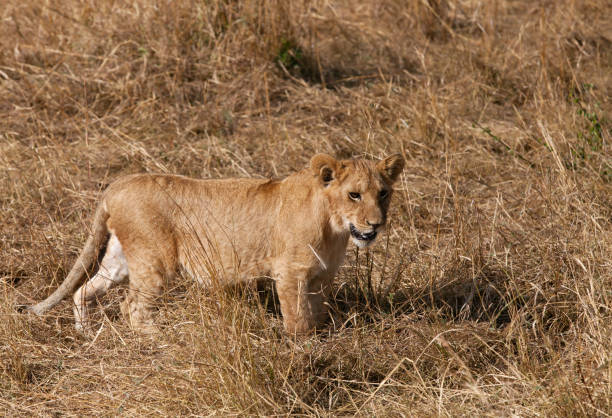 lew jest jednym z czterech dużych kotów i należy do rodzaju panthera - masai mara national reserve masai mara lion cub wild animals zdjęcia i obrazy z banku zdjęć