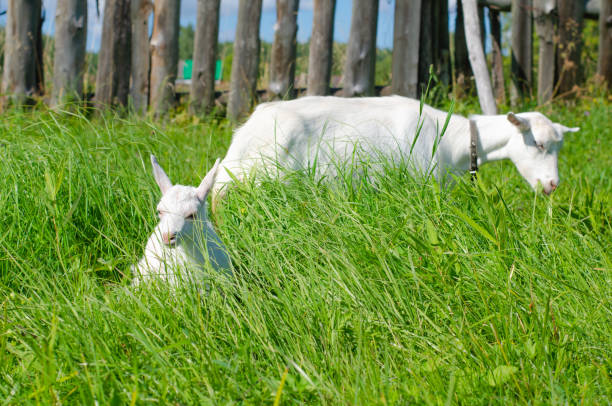 weiße ziege und ein kleines kind grasen auf einem feld aus grünem gras. heller sonniger sommertag. haustiere, bauernhof, ziegenmilch. tierschutz. - kid goat goat milk young animal stock-fotos und bilder