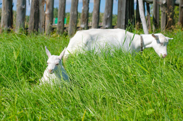 biała koza i małe dziecko pasą się na polu zielonej trawy. jasny słoneczny letni dzień. zwierzęta domowe, gospodarstwo, mleko kozie. ochrona zwierząt. - kid goat goat milk young animal zdjęcia i obrazy z banku zdjęć