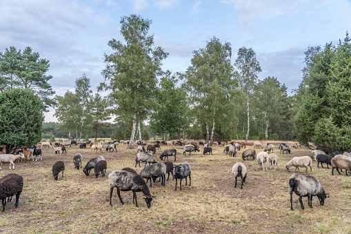flock of Heidschnucken sheep in the Luneburg Heather