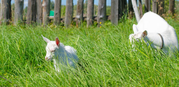 weiße ziege und ein kleines kind grasen auf einem feld aus grünem gras. heller sonniger sommertag. haustiere, bauernhof, ziegenmilch. tierschutz. - kid goat goat milk young animal stock-fotos und bilder