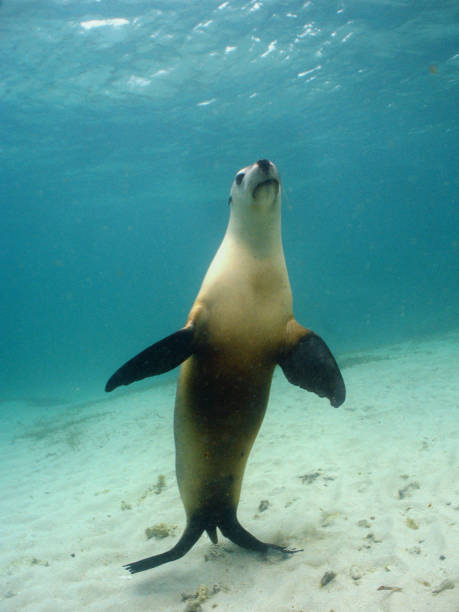 istock A sea lion standing on its tail underwater 1268283797