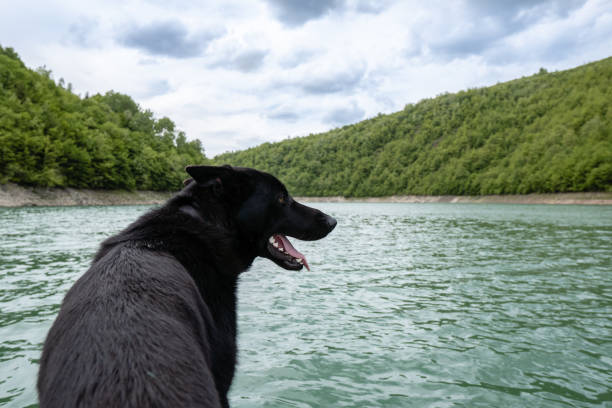 istock A black dog in the nature 1268283819