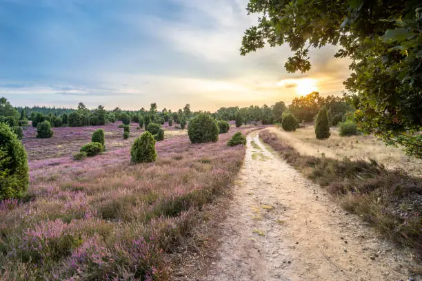 landscape with blooming erica and juniper bushes in the Luneburg heather near Wilsede Mountain, Niedersachsen, Germany, landscape
