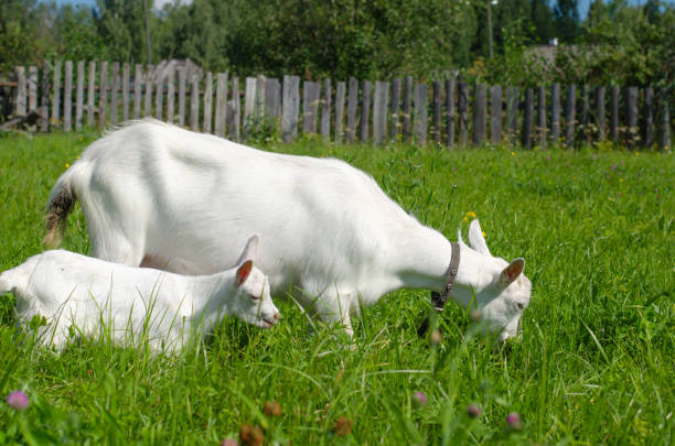 weiße ziege und ein kleines kind grasen auf einem feld aus grünem gras. heller sonniger sommertag. haustiere, bauernhof, ziegenmilch. tierschutz. - kid goat goat milk young animal stock-fotos und bilder