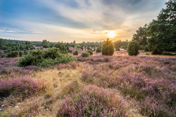 istock Landscape in the Luneburg Heather 1268284541