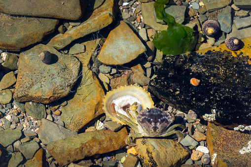 Carcinus maenas ie European green crab, feasting on Patella vulgata ie Common limpet. Nature, life in rockpool, Devon, UK.