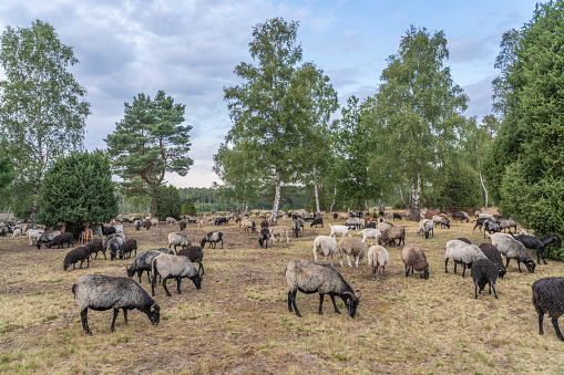flock of Heidschnucken sheep in the Luneburg Heather