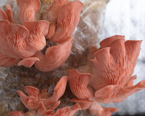 A cluster of Pink Oyster mushrooms Pink oyster mushrooms growing in a home kit hypha stock pictures, royalty-free photos & images