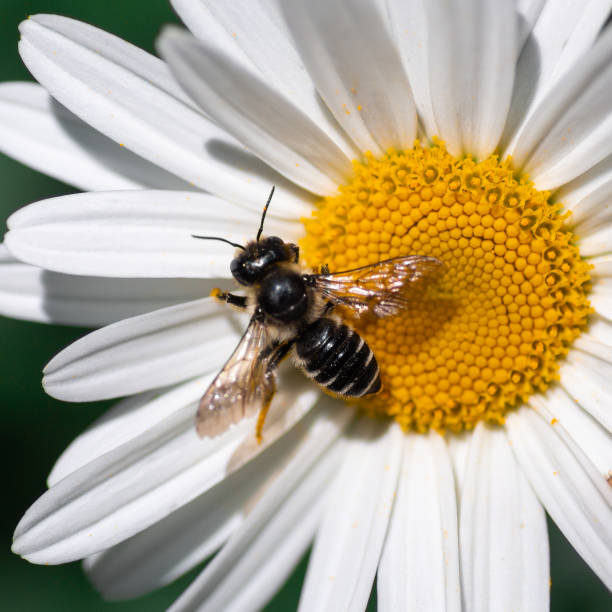 bee getting pollen from a daisy flower - flower head annual beauty close up imagens e fotografias de stock