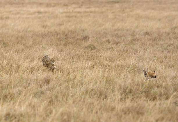 istock Cheetah is a big cat also know as the hunting leopard 1268287040