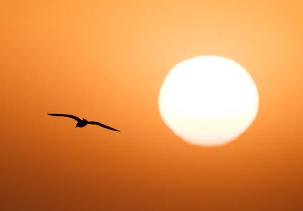 istock Black-headed gull flying and the sun in morning 1268287079