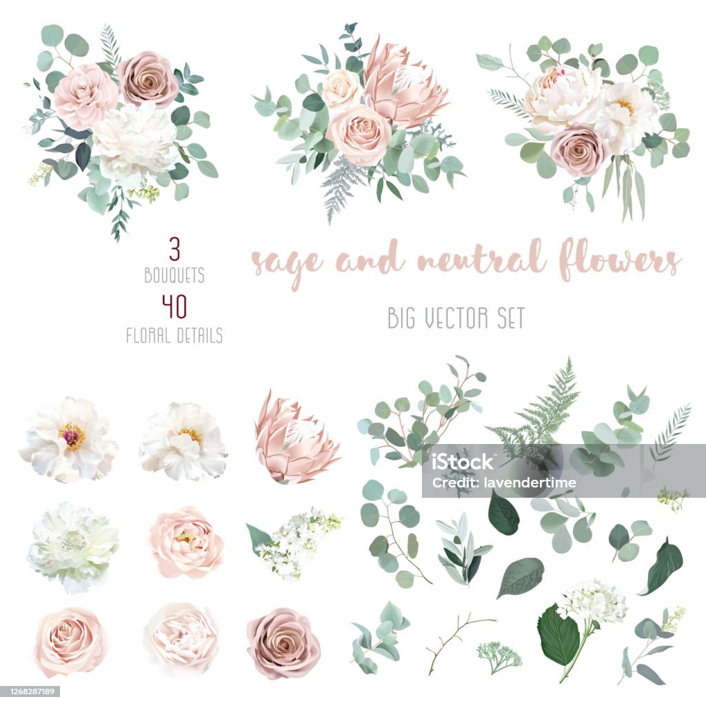 Camélia rose pâle, rose poussiéreuse, pivoine blanche ivoire, pète blush, ranunculus rose nu - clipart vectoriel de Fleur - Flore libre de droits