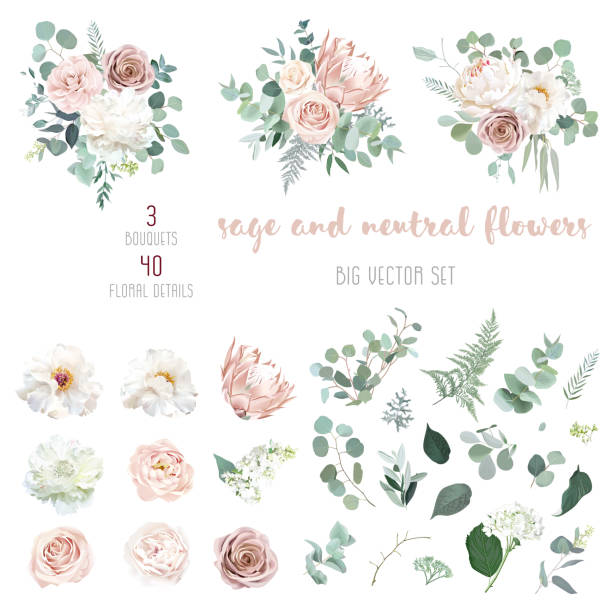 Pale pink camellia, dusty rose, ivory white peony, blush protea, nude pink ranunculus Pale pink camellia, dusty rose, ivory white peony, blush protea, nude pink ranunculus, eucalyptus big vector design set. Wedding neutral sage and beige flowers. All elements are isolated and editable vector rose bouquet stock illustrations