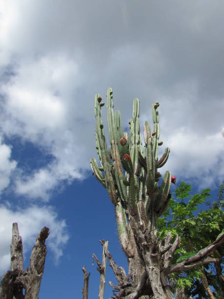 Group of Cereus jamacaru cactuses in sunlight against cloudy sky