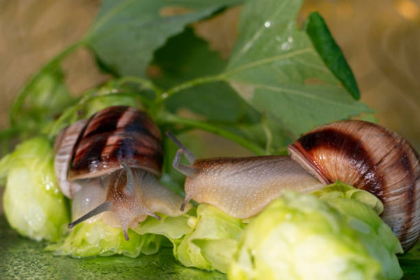 snails walk among the leaves and cones of hops wet from drops of water