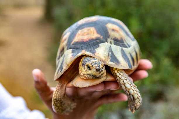 istock turtoise in natural habitat 1268288837