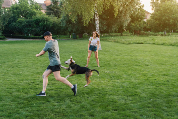 istock Three friends  playing with dogs and throwing the ball 1268288914