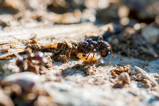 Solitary Ant: Close-up of a Tiny Insect on White Background