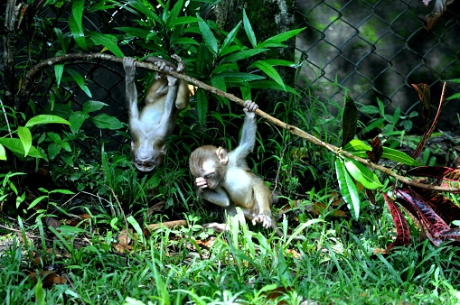 Two little monkeys play in the forest of North Bengal. One hangs upside down while the other appears to launch him into space with covered eyes.