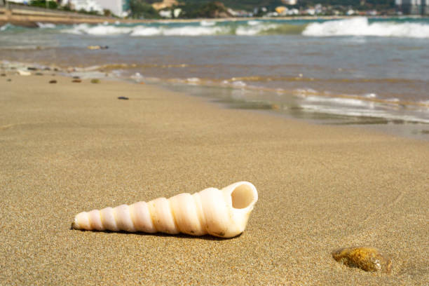 istock The shell lies on the sand on the beach with waves. Copy space 1268290522