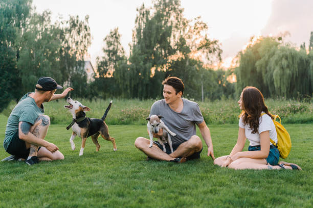 istock Three friends sitting on lawn and playing with dogs 1268290623