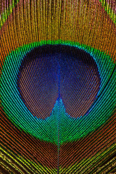 istock Close up of a Peacock feather filling the frame 1268290696