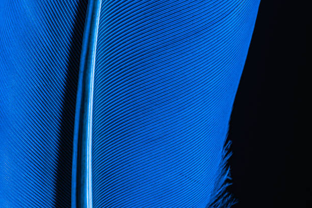 istock Parrot feather is very large, close-up, feather parrot Ara 1268290715