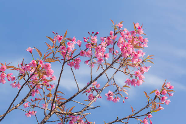 branche de prunus kanzan cerise. fleurs doubles roses et feuilles vertes dans le fond bleu de ciel, fermez-vous vers le haut. prunus serrulata, arbre à fleurs, appelé kwanzan, cerise sekiyama, cerise japonaise, sakura - cherry tree morning sunlight sunny photos et images de collection