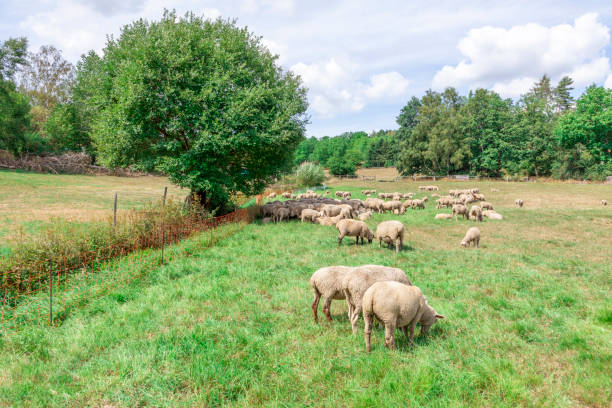 istock sheeps are grazing at the meadow 1268291589