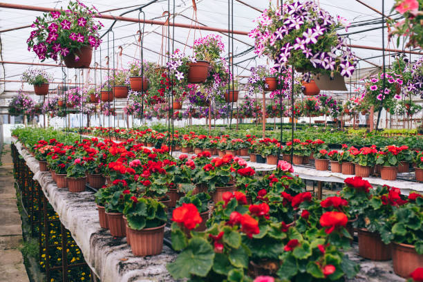 istock Flower Green House 1268292161