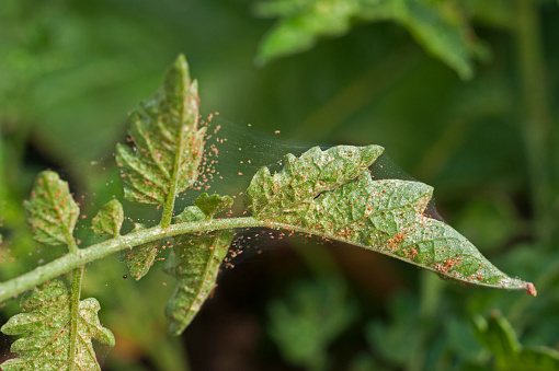Scouting for spider mite (Tetranychus Urticae) on tomato leaves. A large population of spider mite, and webbing can be observed.