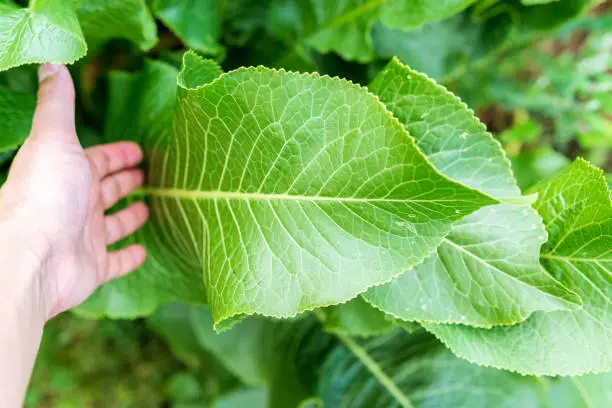 Photo of Horseradish leaves Armoracia rusticana cultured plant popular in Russia leaves and roots are used in cooking and medicine.