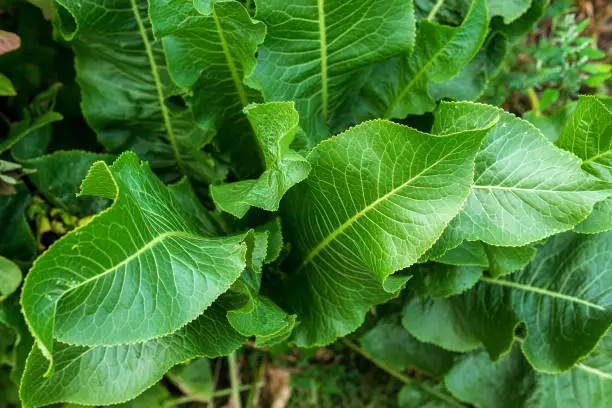 Photo of Horseradish leaves Armoracia rusticana cultured plant popular in Russia leaves and roots are used in cooking and medicine.
