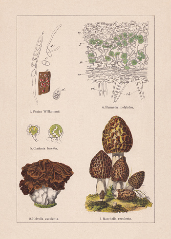 Fungi: 1) Lachnellula willkommii (or Peziza willkommii); 2) Gyromitra esculenta (or Helvella esculenta); 3) Morel (Morchella esculenta); 4) Structure of a foliose lichen (Parmelia molybdea); 5) Gonidia of Cladonia furcata. Chromolithograph, published in 1895.