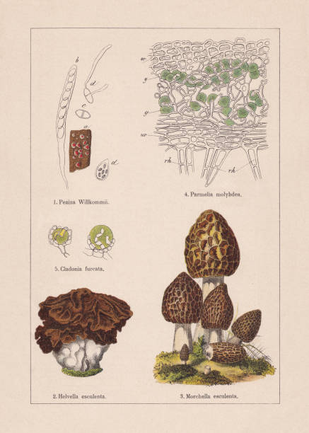 Fungi, chromolithograph, published in 1895 Fungi: 1) Lachnellula willkommii (or Peziza willkommii); 2) Gyromitra esculenta (or Helvella esculenta); 3) Morel (Morchella esculenta); 4) Structure of a foliose lichen (Parmelia molybdea); 5) Gonidia of Cladonia furcata. Chromolithograph, published in 1895. volvox stock illustrations