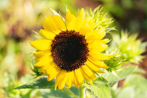 Sunflower in bloom in formal garden in summer, early in morning