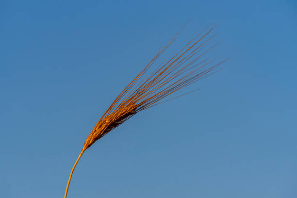 istock Golden wheat field and sunny day. 1268296165