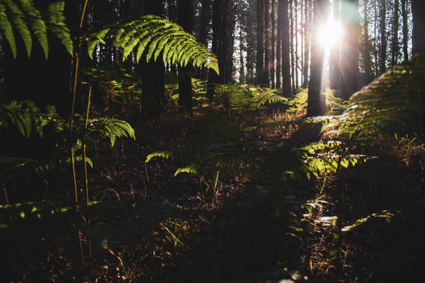 istock landscape inside the forest with the sun between the trees 1268296312