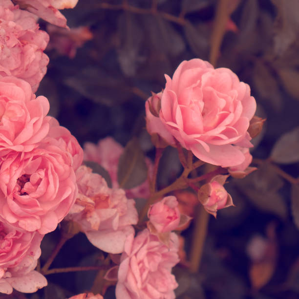 istock Pink roses. Bloom wedding romantic mood 1268296621