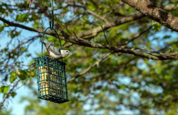 istock This white breasted nuthatch seems to be calling out to its mate 1268296741